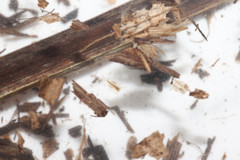 Lepidurus apus
