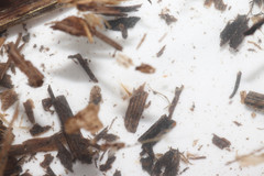 Lepidurus apus