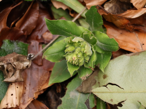 Red Lungwort