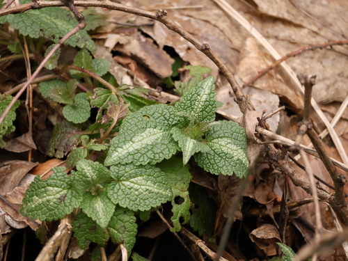 Spotted deadnettle