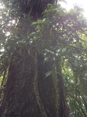 Metrosideros albiflora