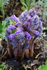 Phelipanche caesia