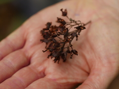 Metrosideros albiflora