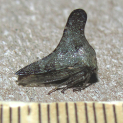 Glossonotus acuminatus