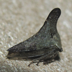 Glossonotus acuminatus