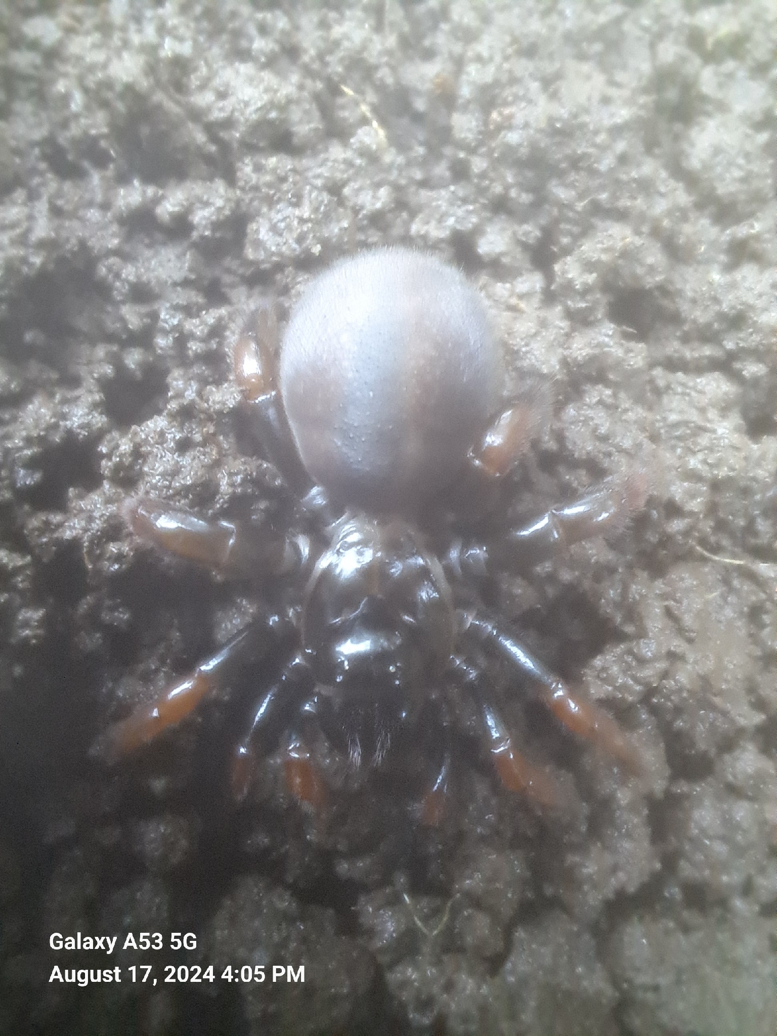 Actinopus robustus (O.Pickard-Cambridge, 1892)