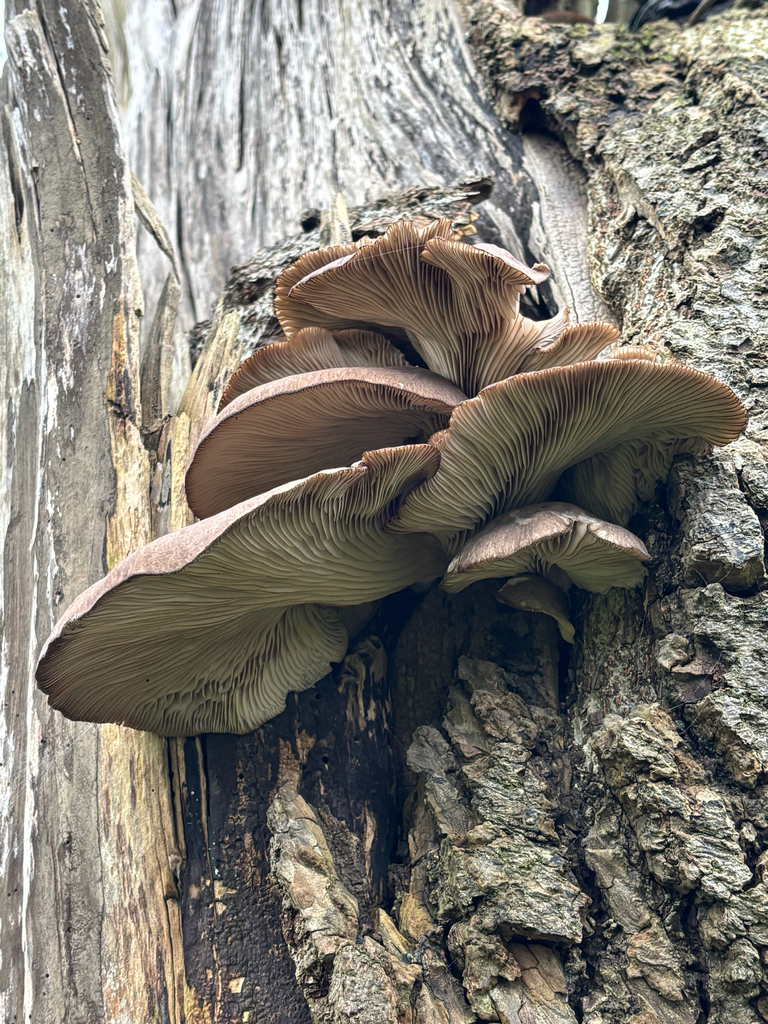 Pleurotus ostreatus · February 2026 · photo: © josehigas (iNaturalist, cc-by)
