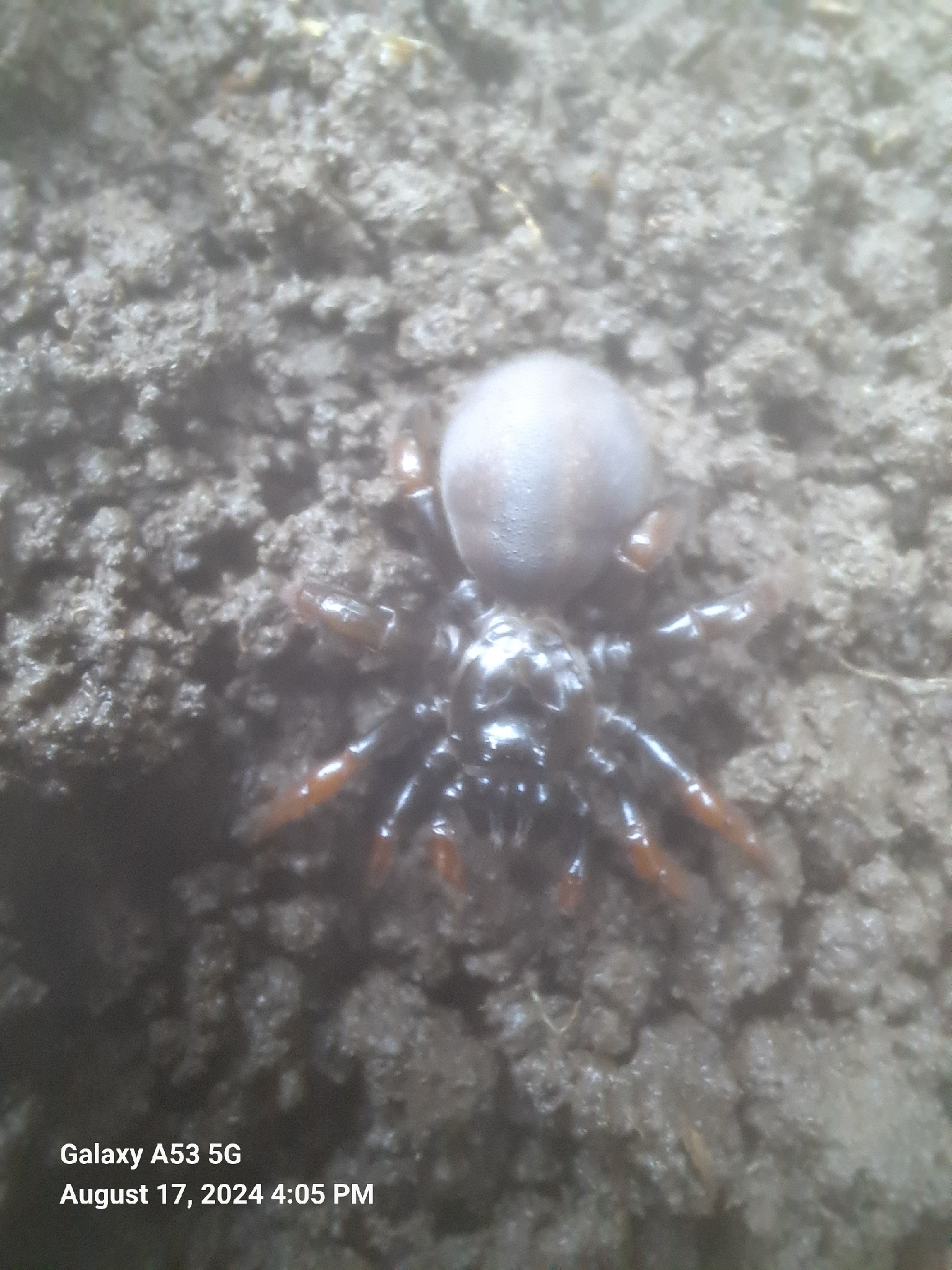 Actinopus robustus (O.Pickard-Cambridge, 1892)