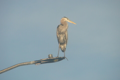 Ardea herodias