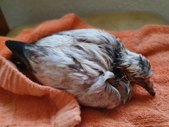 Columba livia