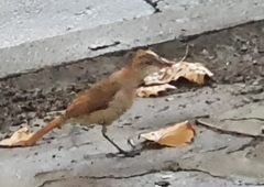 Furnarius rufus
