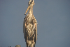 Ardea herodias