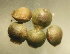 Fumaria capreolata capreolata