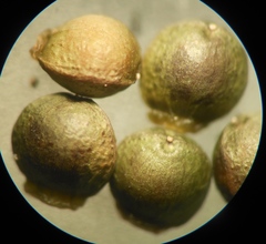Fumaria capreolata capreolata