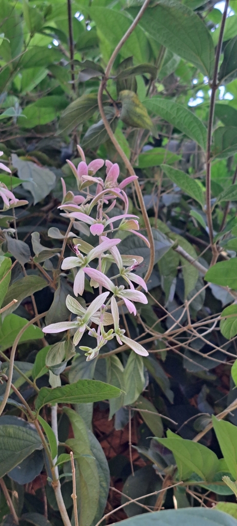 Lâm nhung lông – Congea tomentosa