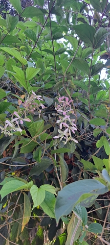 Congea tomentosa, photograph 3