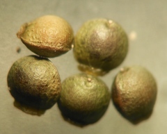 Fumaria capreolata capreolata
