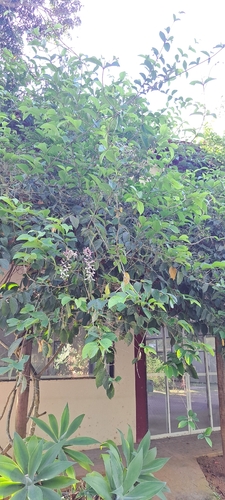 Congea tomentosa, photograph 6