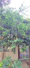 Congea tomentosa, photograph (c) Marcio Santos Ferreira, some rights reserved (CC BY)