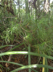 Dracophyllum sinclairii