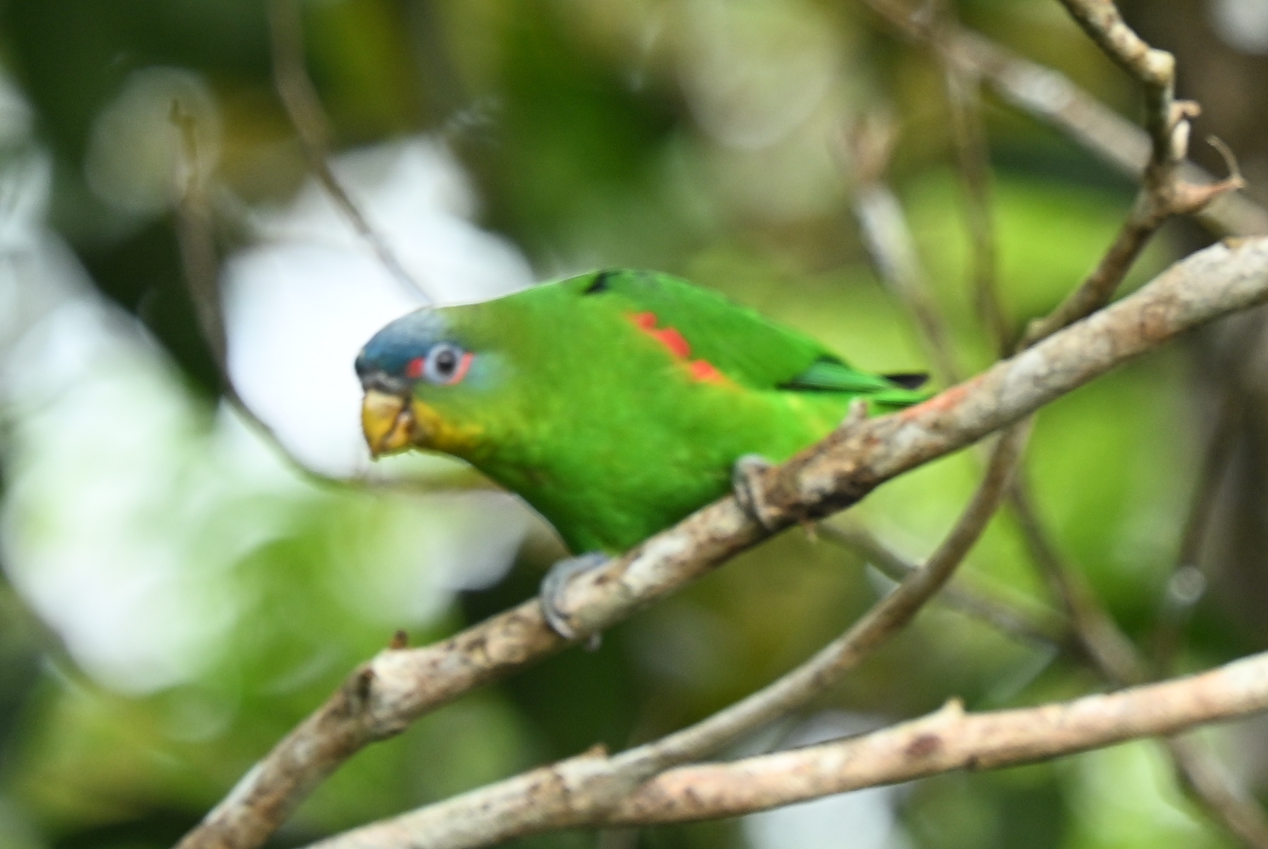 Blue-fronted Parrotlet (Touit dilectissimus), photo 1