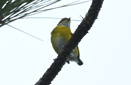 White-vented Euphonia (Euphonia minuta)