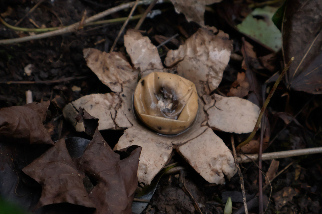 Geastrum michelianum · February 2026 · photo: © josehigas (iNaturalist, cc-by)