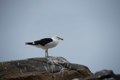 Larus dominicanus