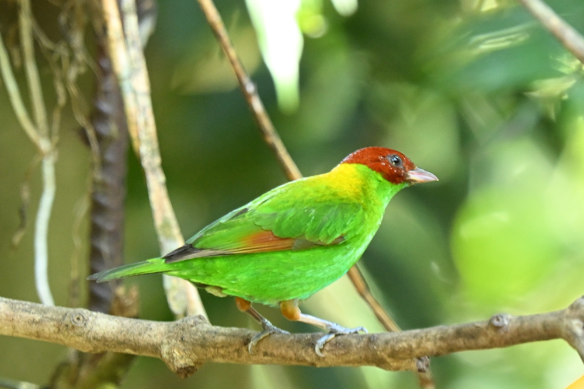 Rufous-winged Tanager (Tangara lavinia), photo 1