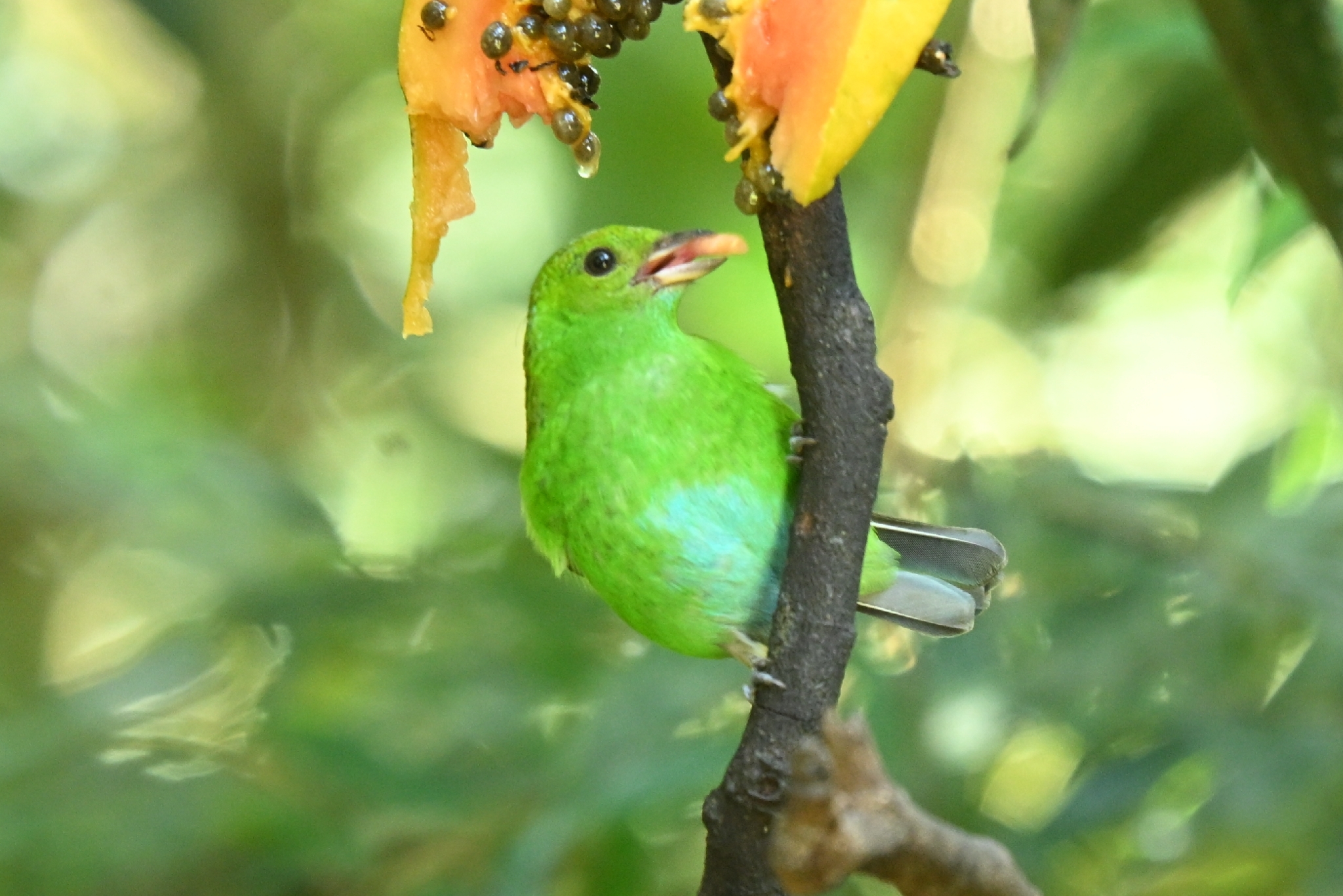 Rufous-winged Tanager (Tangara lavinia), photo 2