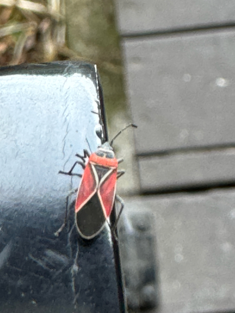 White-crossed Seed Bug from 122nd Ave E, Puyallup, WA, US on February 1 ...