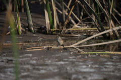 Leptasthenura aegithaloides