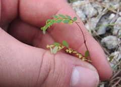 Phyllanthus pentaphyllus
