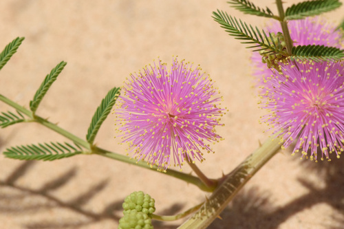 Mimosa rupertiana