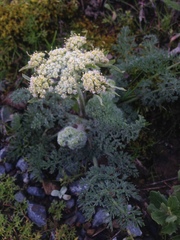 Lomatium dasycarpum