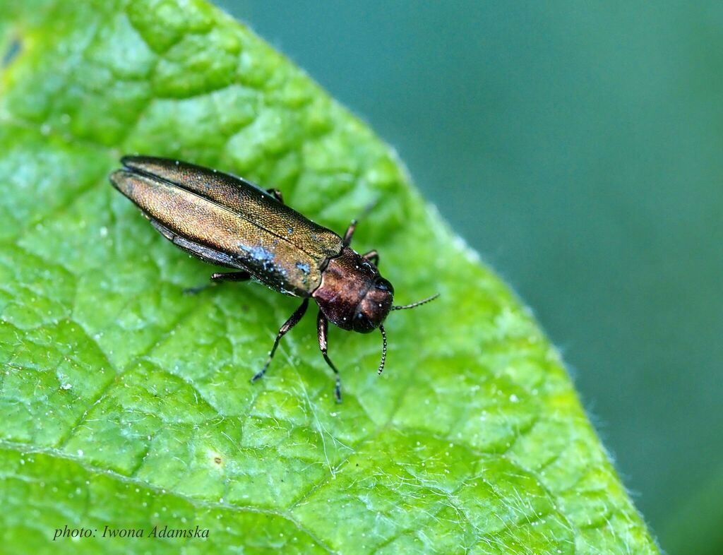 Agrilus viridis