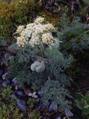 Lomatium dasycarpum