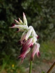 Fumaria capreolata capreolata