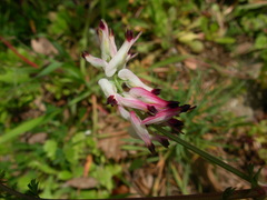 Fumaria capreolata capreolata
