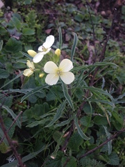 Erysimum franciscanum