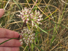 Asclepias longifolia image