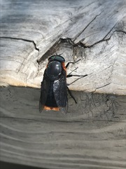 Osca lata