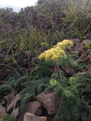 Lomatium dasycarpum