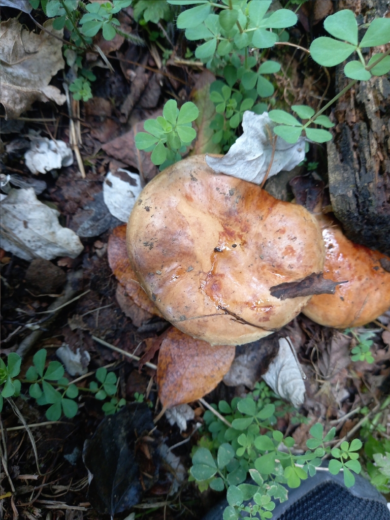 Paxillus involutus · February 2026 · photo: © amoxiconclav (iNaturalist, cc-by)