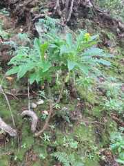 Sonchus congestus, photograph (c) Paul F, some rights reserved (CC BY)