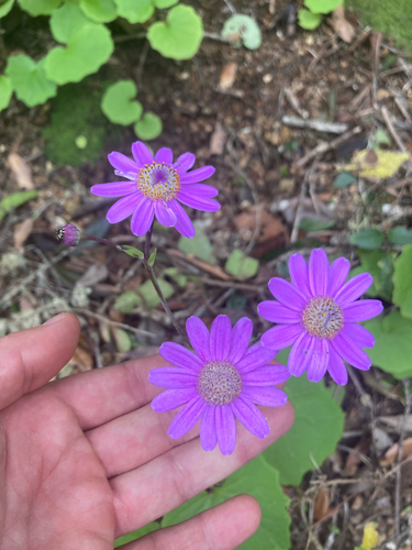 Pericallis tussilaginis, photograph 5