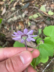 Pericallis tussilaginis, photograph (c) Paul F, some rights reserved (CC BY)