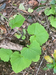 Pericallis tussilaginis, photograph (c) Paul F, some rights reserved (CC BY)