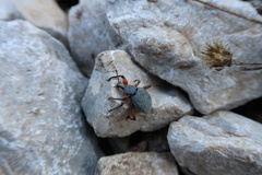 Otiorhynchus rhacusensis