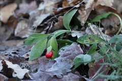 Ruscus hypoglossum